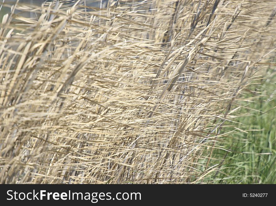 Background of tan grass blowing in wind. Background of tan grass blowing in wind