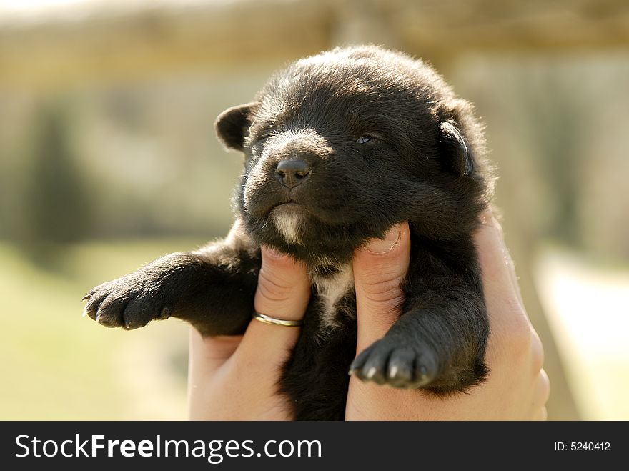 Tow hands holding a very sweet black puppy.