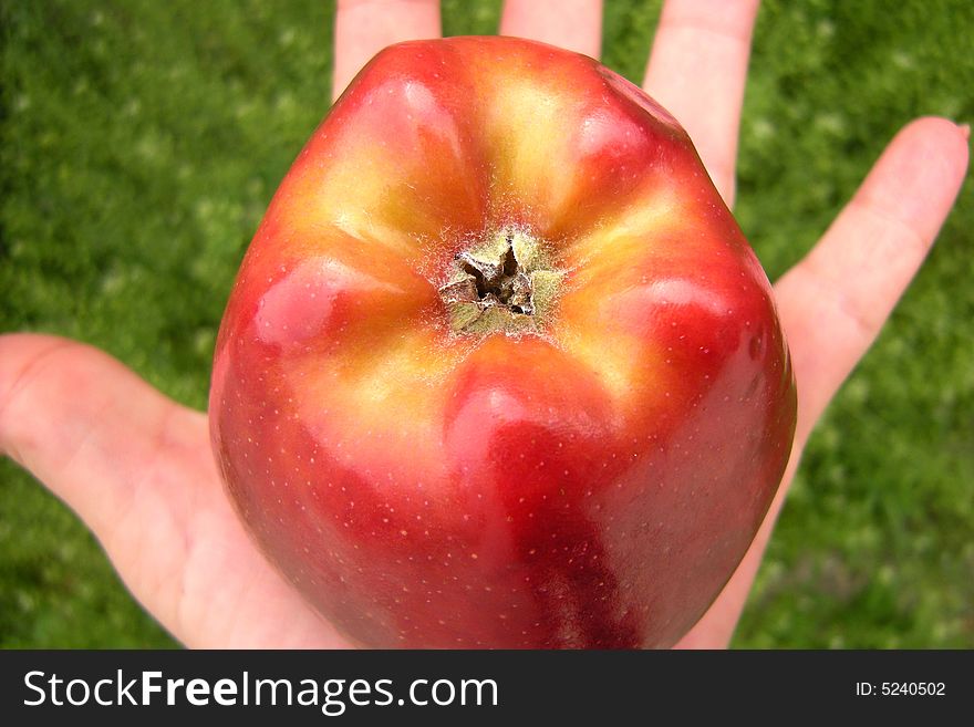 Big red apple on womans hand and green grass background. Big red apple on womans hand and green grass background