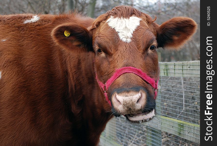 A photograph of a cow chewing the cud. A photograph of a cow chewing the cud