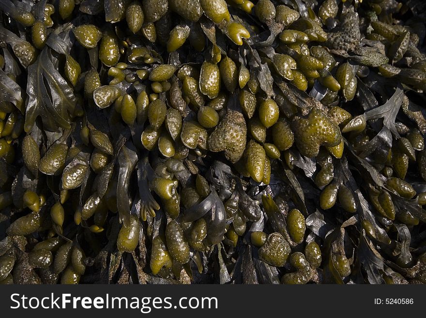 Carpet of seaweed covering beach rocks. Carpet of seaweed covering beach rocks