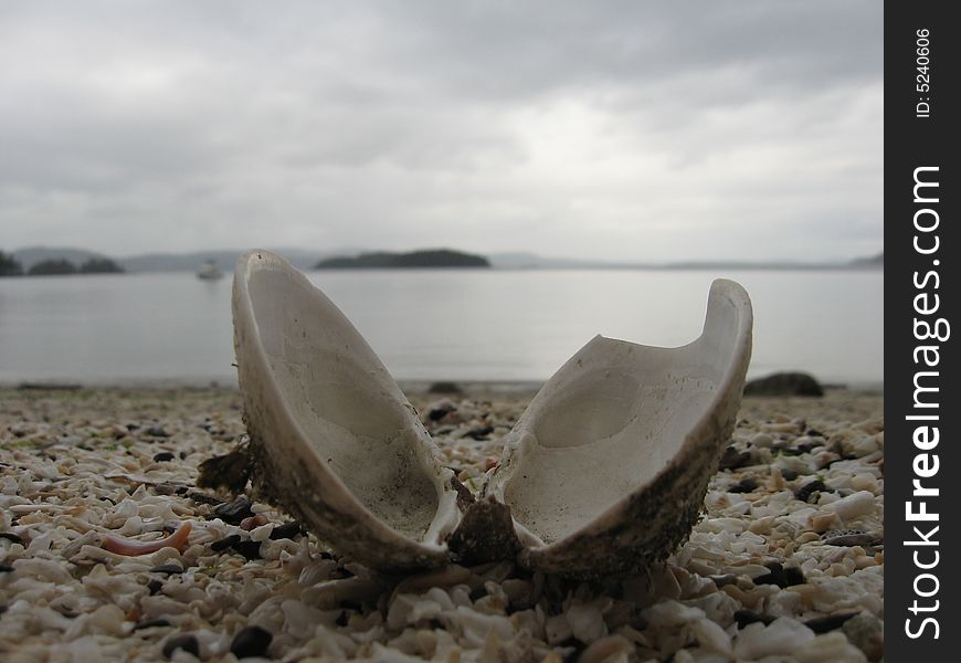 Shell on a beach at Galiano Island
