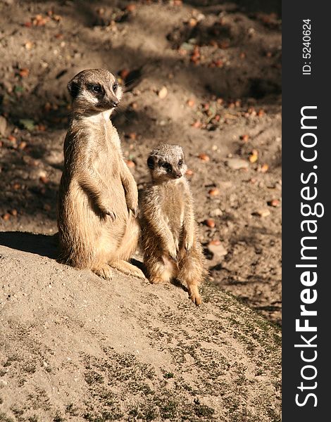 Father and son meerkat on the lookout