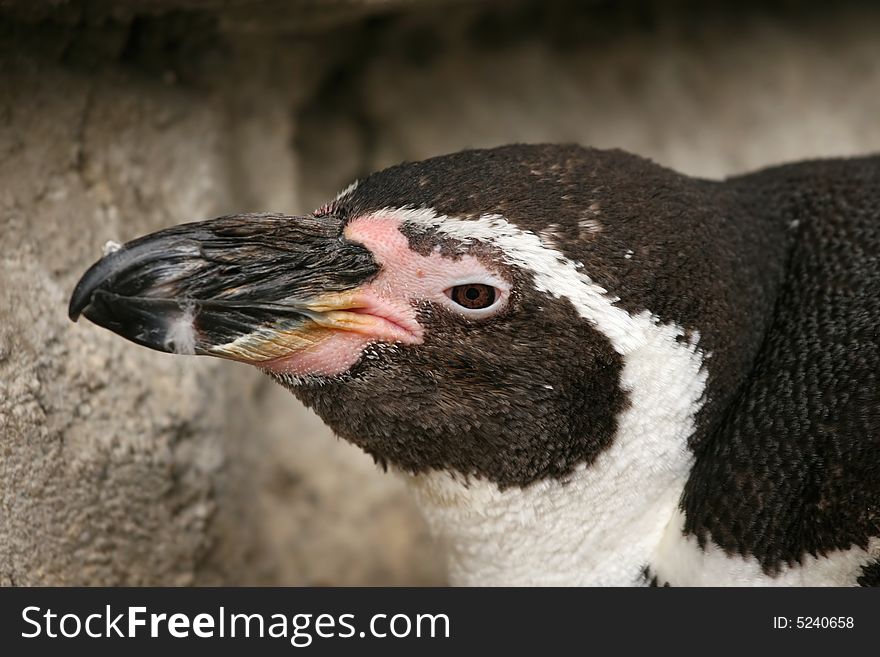 Portrait of a humboldt penguin