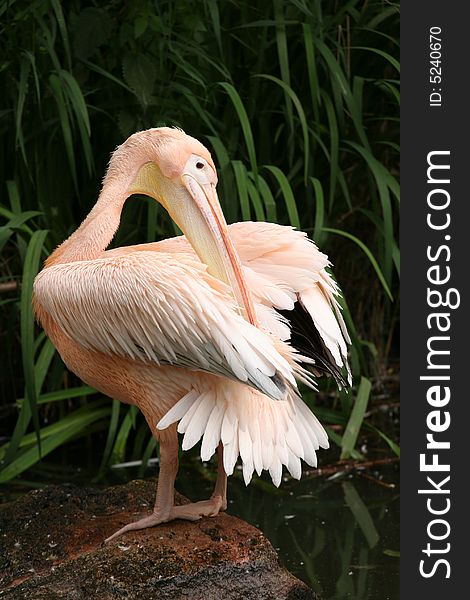 Beautiful pelican grooming its feathers