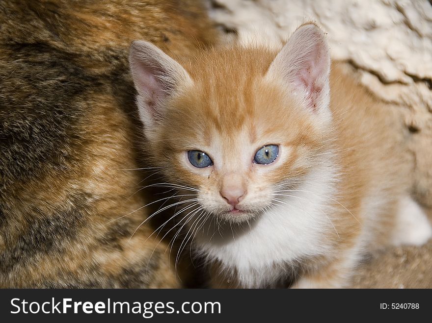 Little cat with blue eyes. Little cat with blue eyes