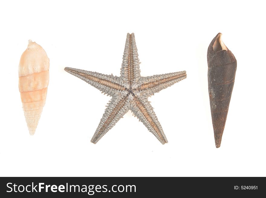 Starfish and shells on a white background
