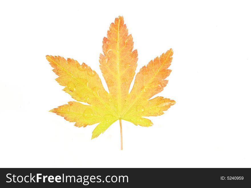 A variegated acer leaf isolated on white