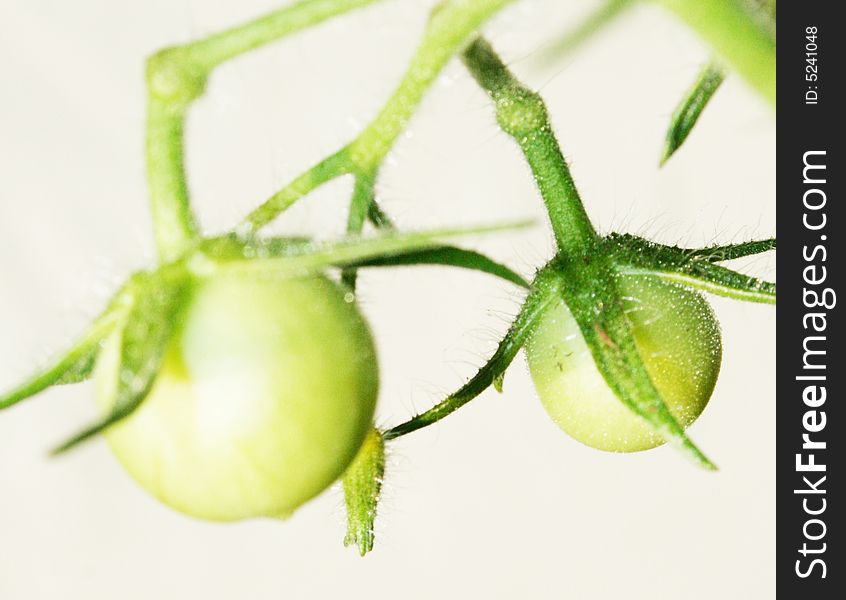 A vine with two green and unripe tomatoes. A vine with two green and unripe tomatoes