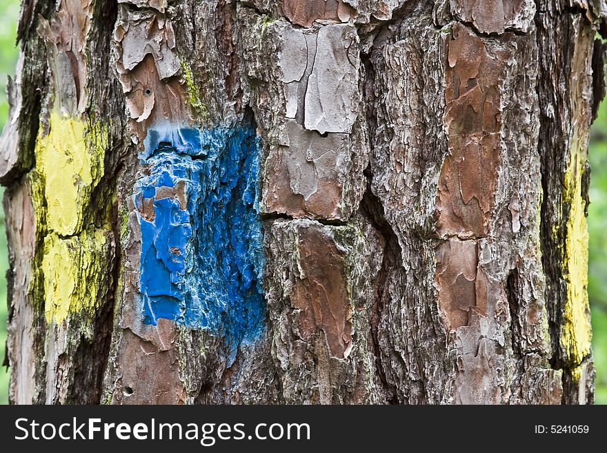 Tree bark with yellow and blue trail marks. Tree bark with yellow and blue trail marks