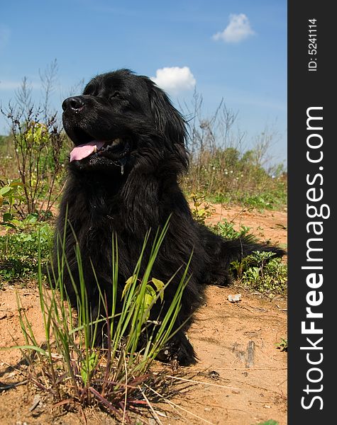 Newfoundland dog with the grass and sand