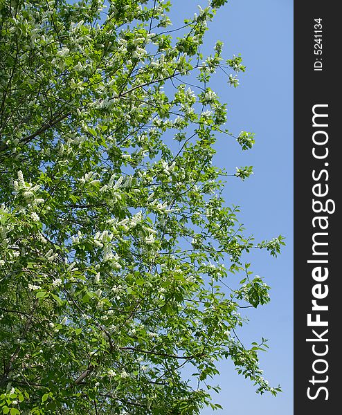 Bird cherry tree on a sky background