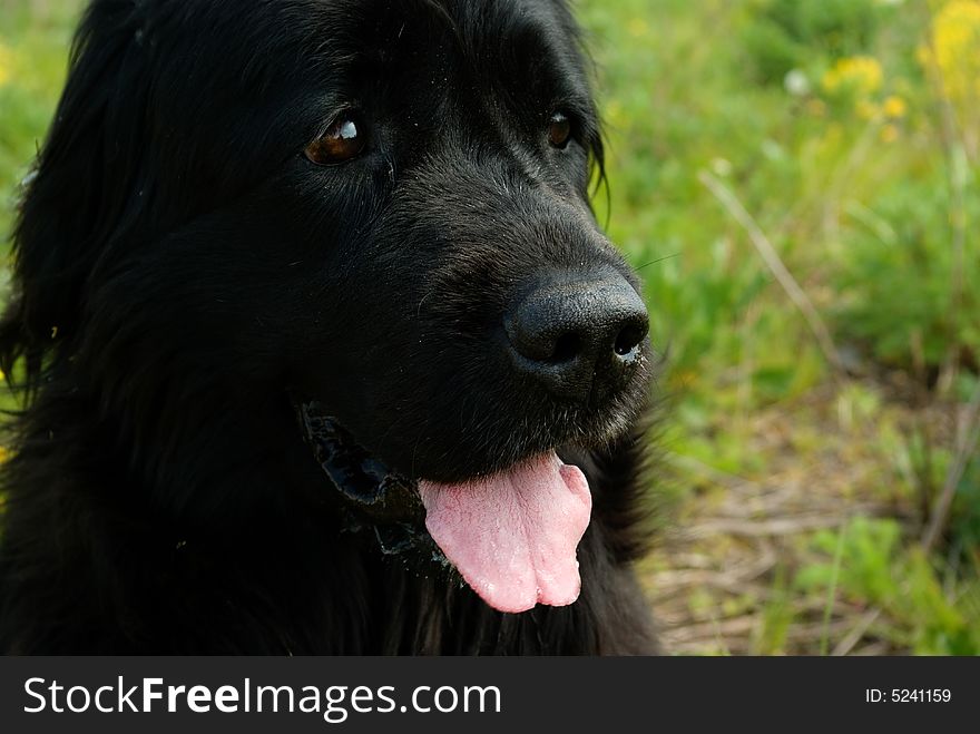 Newfoundland dog closup with blurred grass and flowers