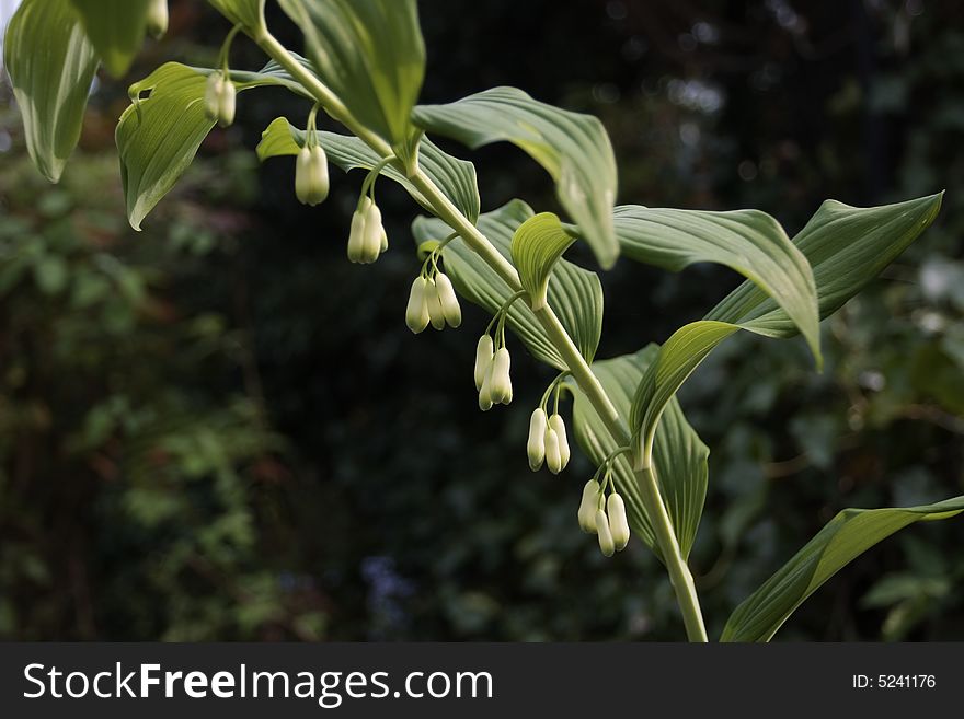 Salomon's seal plant flowering. Salomon's seal plant flowering