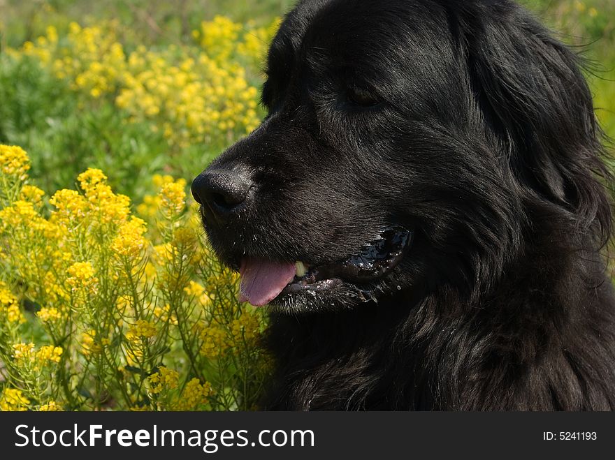 Newfoundland dog in the grass and colza flowers