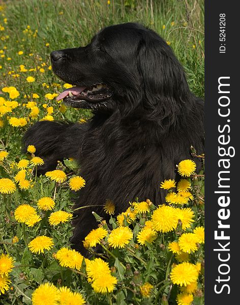 Newfoundland dog in the grass and dandelions