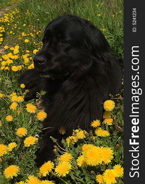 Newfoundland dog in the grass and dandelions