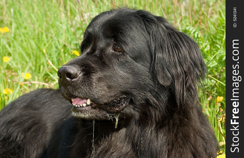 Newfoundland dog in the grass