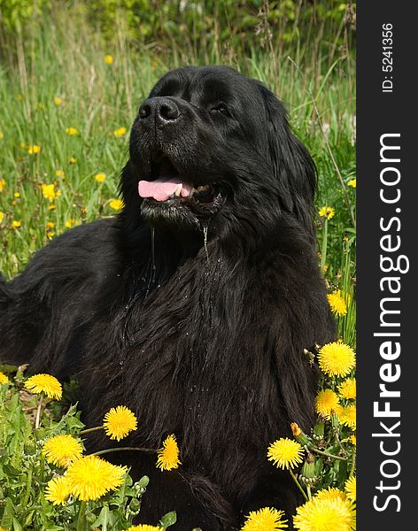 Newfoundland dog in the grass with dandelions