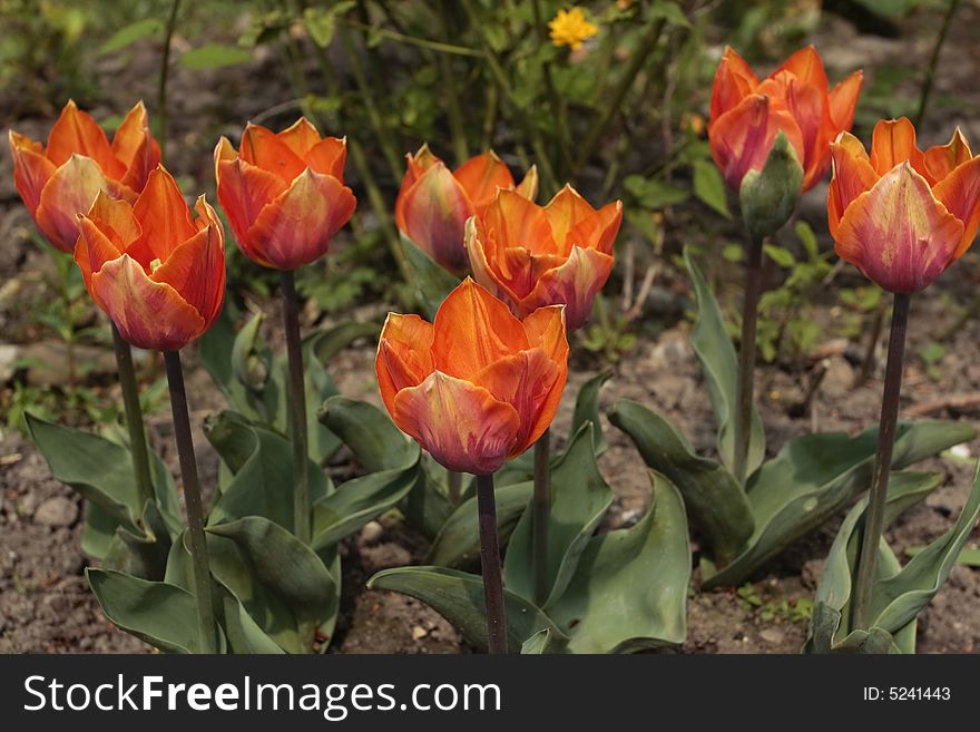 Orange flowers