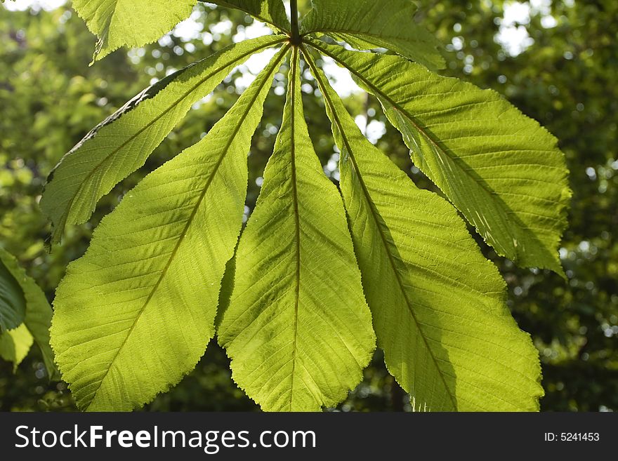 Large Tree Leaf