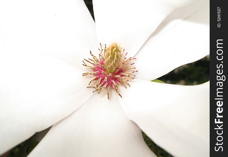 An extreme close-up of a magnolia flower. An extreme close-up of a magnolia flower.