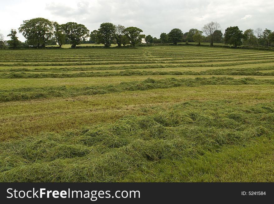 Harvest of grass for silage