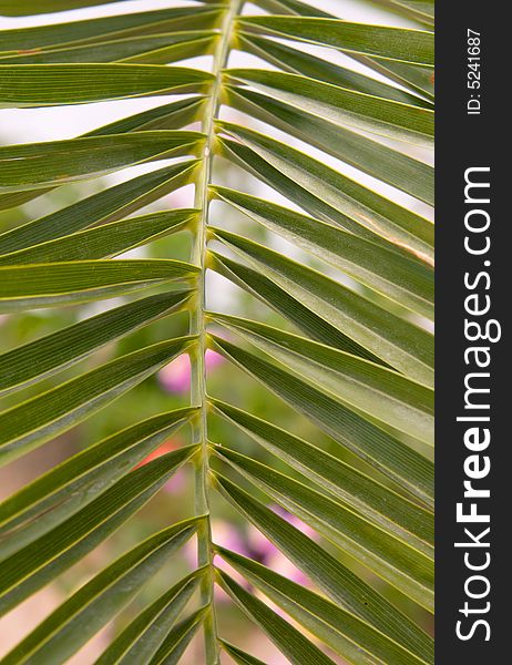 Leaf of a palm tree