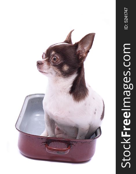 Chihuahua in the pot on the white background