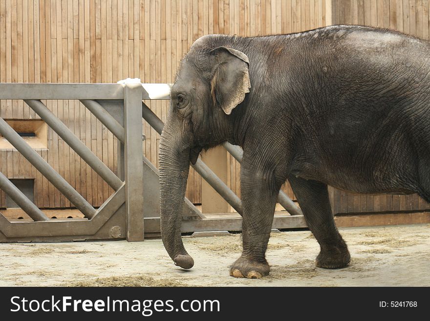 Young elephant in his house in city of ostrava