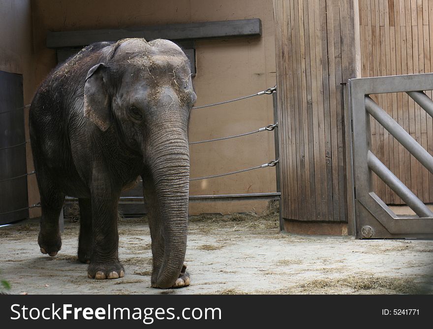 Young elephant in his house in city of ostrava