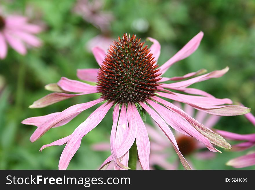 Echinacea flower