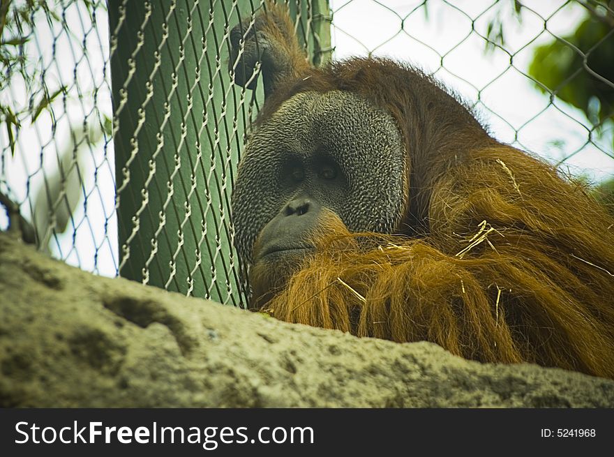 I took this photo at the zoo in Kentucky. He looked so sad. I took this photo at the zoo in Kentucky. He looked so sad.