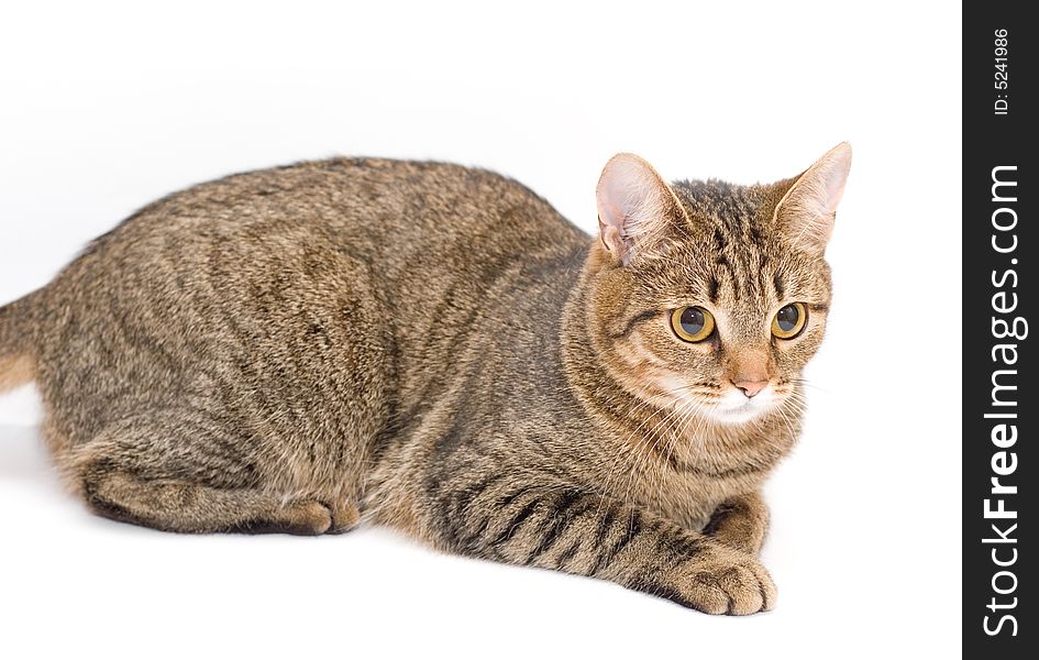 Beautiful cat on a white background