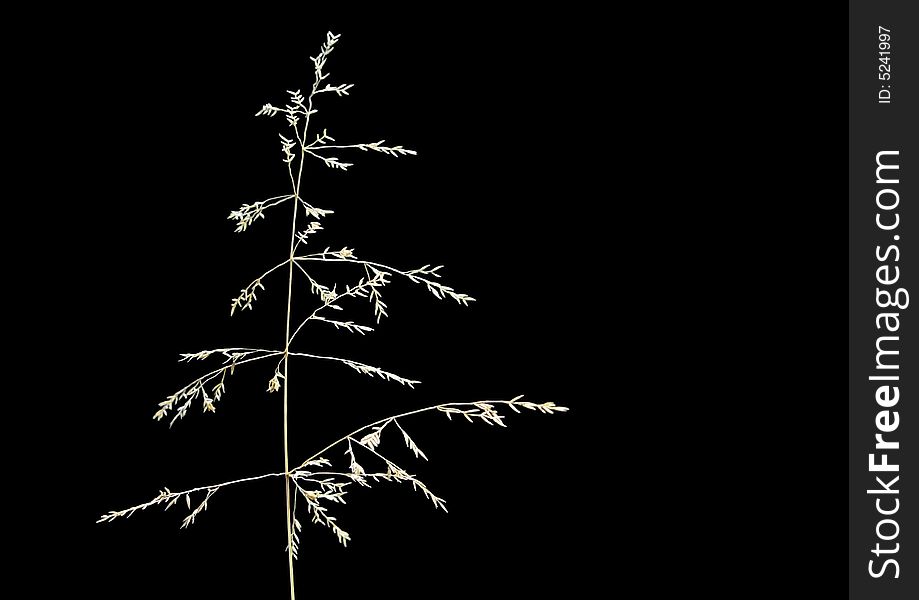 Grass seed isolated on black background