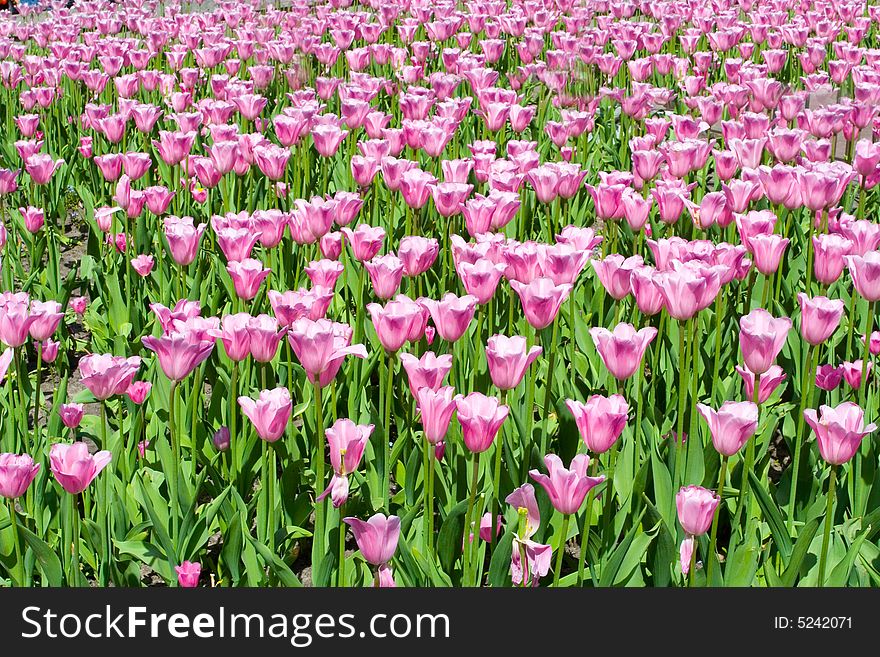 Tulips rising up to the sun, green field on background