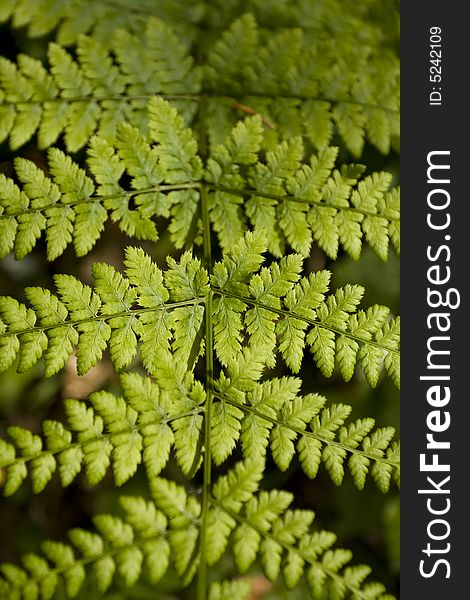 Detail of a fern leaf structure. Detail of a fern leaf structure