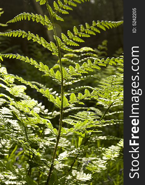 Detail of a fern leaf backlit. Detail of a fern leaf backlit