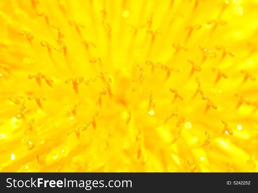 Amazing Close-up of Yellow Dandelion. Amazing Close-up of Yellow Dandelion