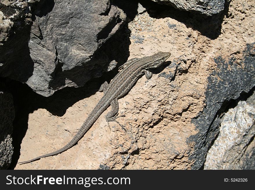 Small lizard on the island of Tenerife