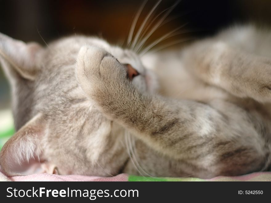 Sleeping cat with paw on his face