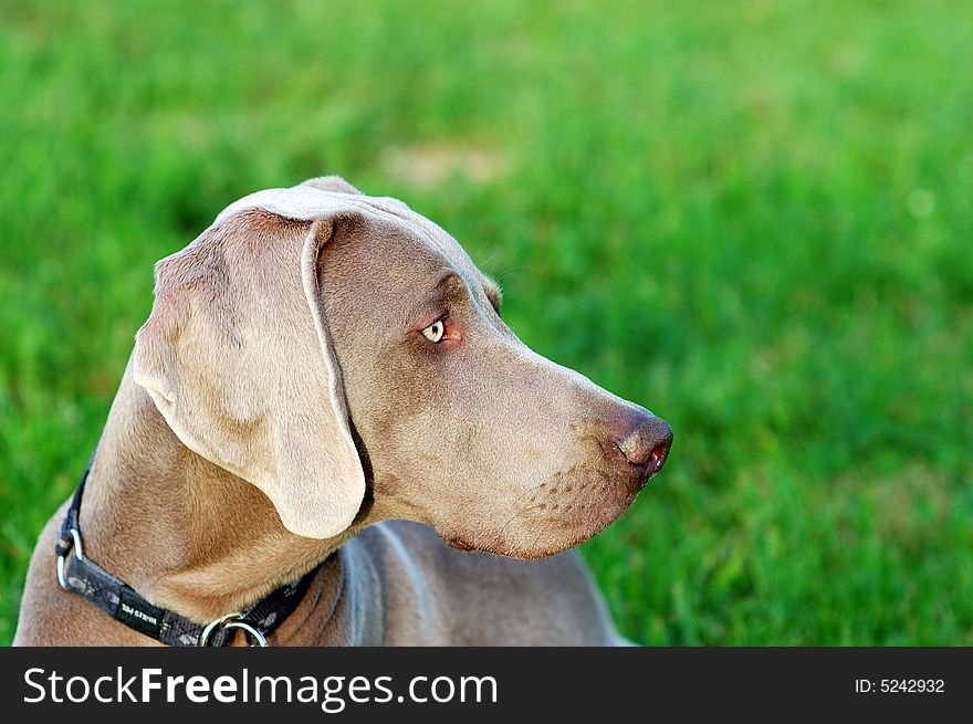 Portrait of a purebred Weimaraner dog on green background