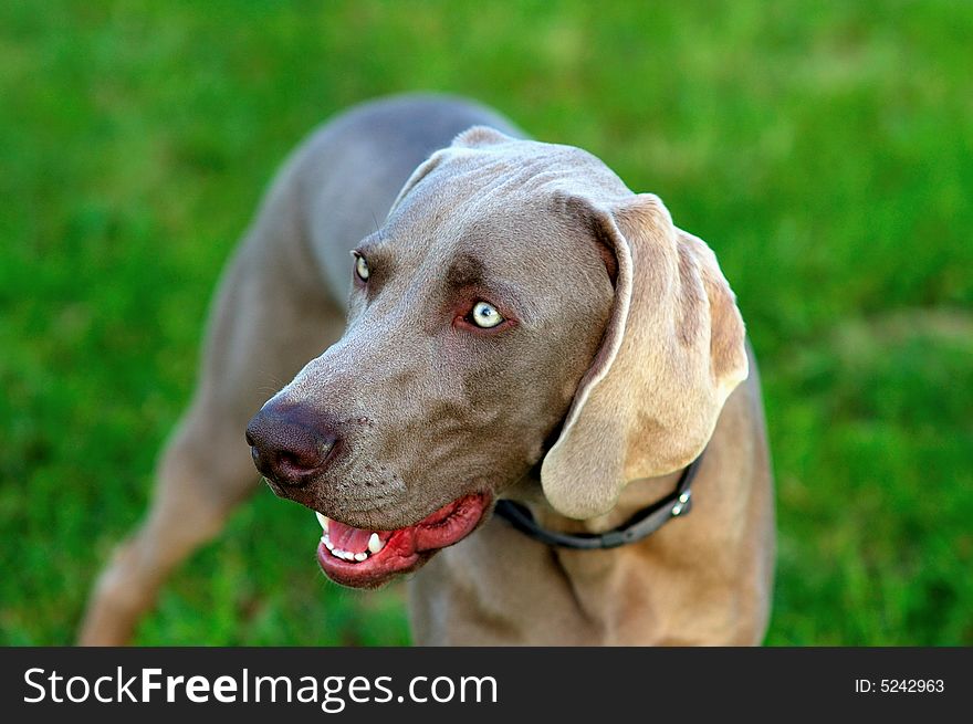 Portrait of a purebred Weimaraner dog on green background