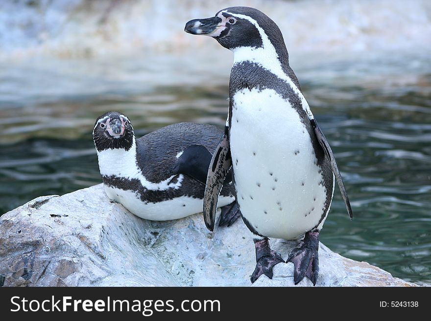 Lovely pair of Penguins in zoo of Vienna. Lovely pair of Penguins in zoo of Vienna
