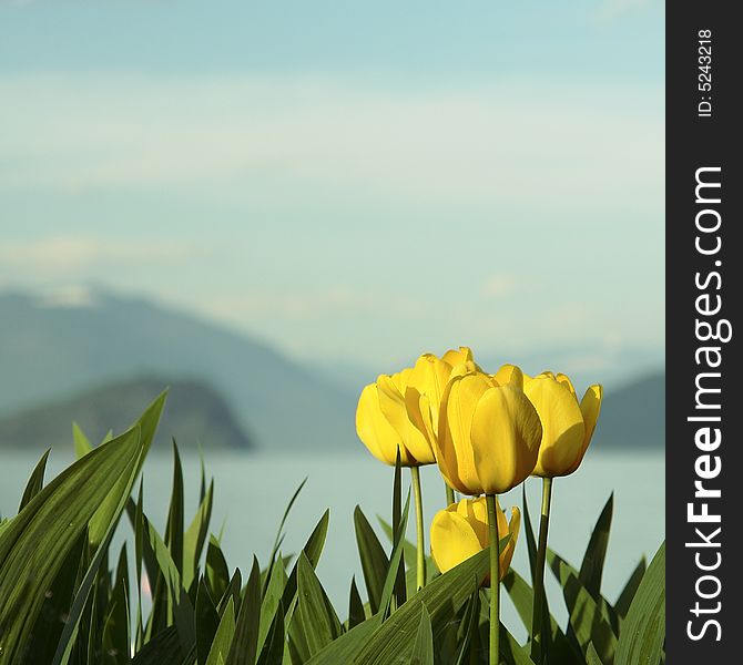 Group of yellow tulips with a blurred view of copper island and the shuswap lake in the background. Group of yellow tulips with a blurred view of copper island and the shuswap lake in the background