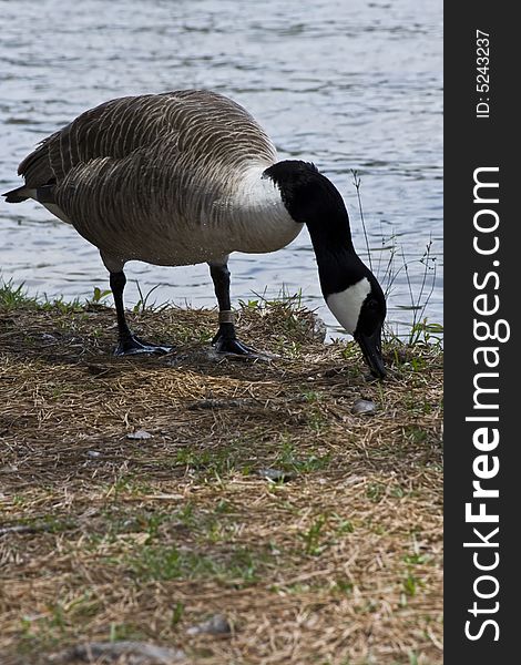 Canadian Goose on the lake shore