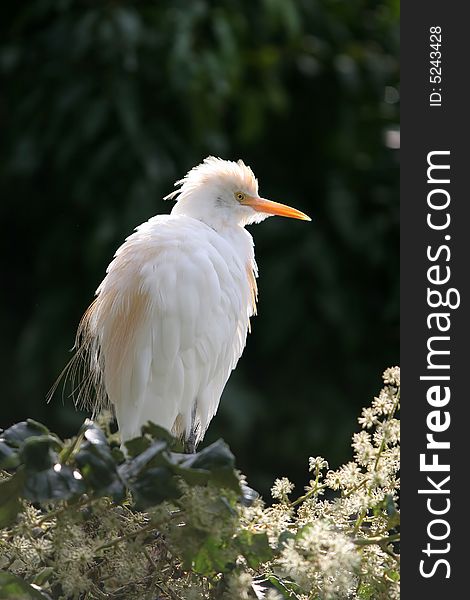 White bird perched in a tree