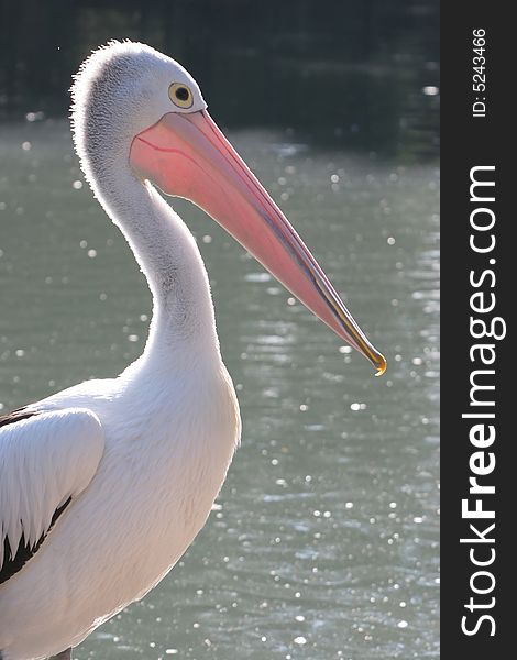 Pelican standing infront of a lake