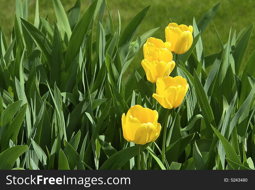 A row of yellow tulips among greenery. A row of yellow tulips among greenery