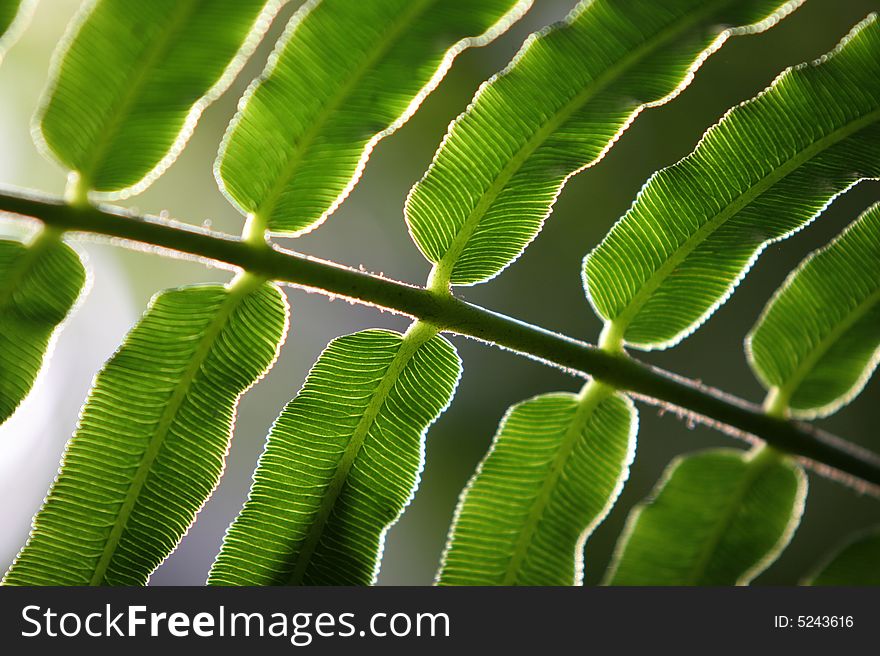Beautiful closeup photo of a fern